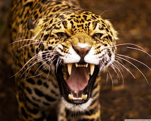 Jaguar animal, animals, closeup, leopard (animal)