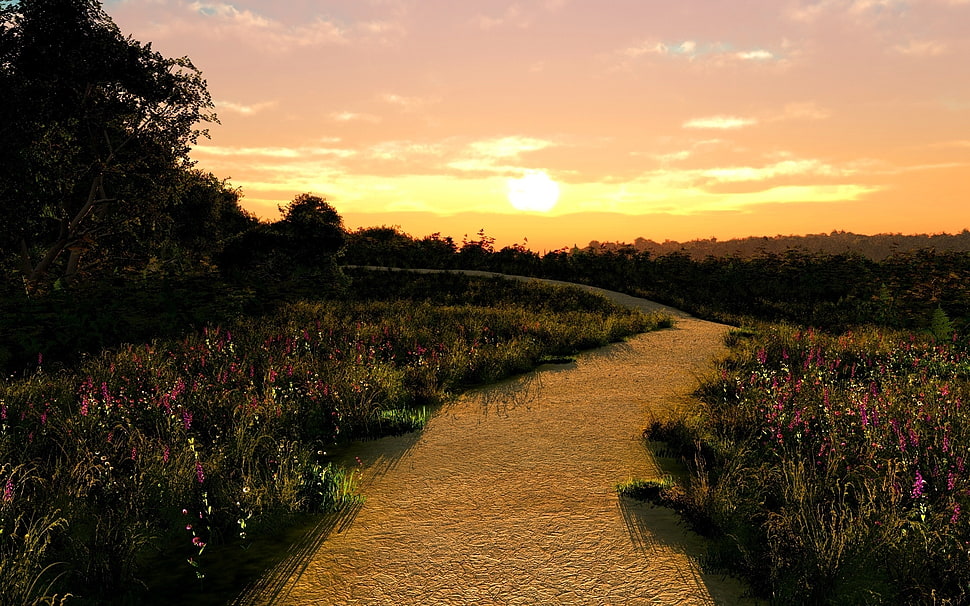 landscape photography of pathway with grasses on sides during golden hour HD wallpaper