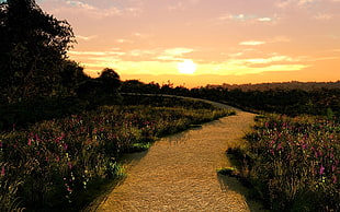 landscape photography of pathway with grasses on sides during golden hour