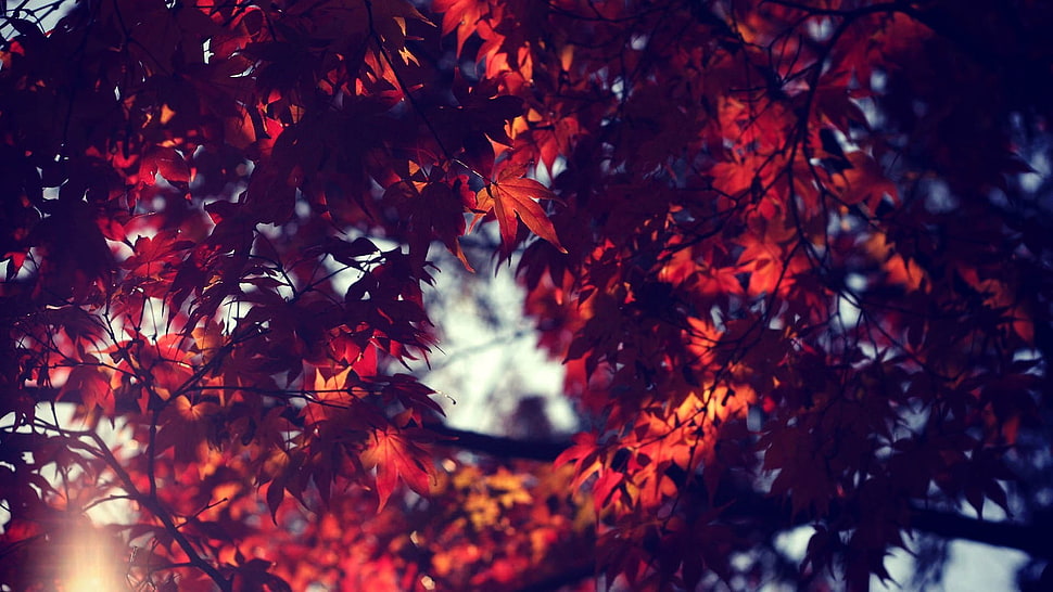 low angle photo of red maple tree HD wallpaper