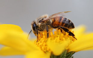 bee perched on sunflower, honey bee