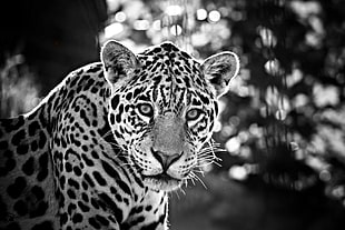 grayscale focus photo of a leopard, jaguar