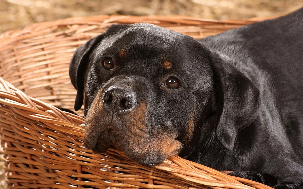 Rottweiler,  Basket,  Dog,  Muzzle HD wallpaper