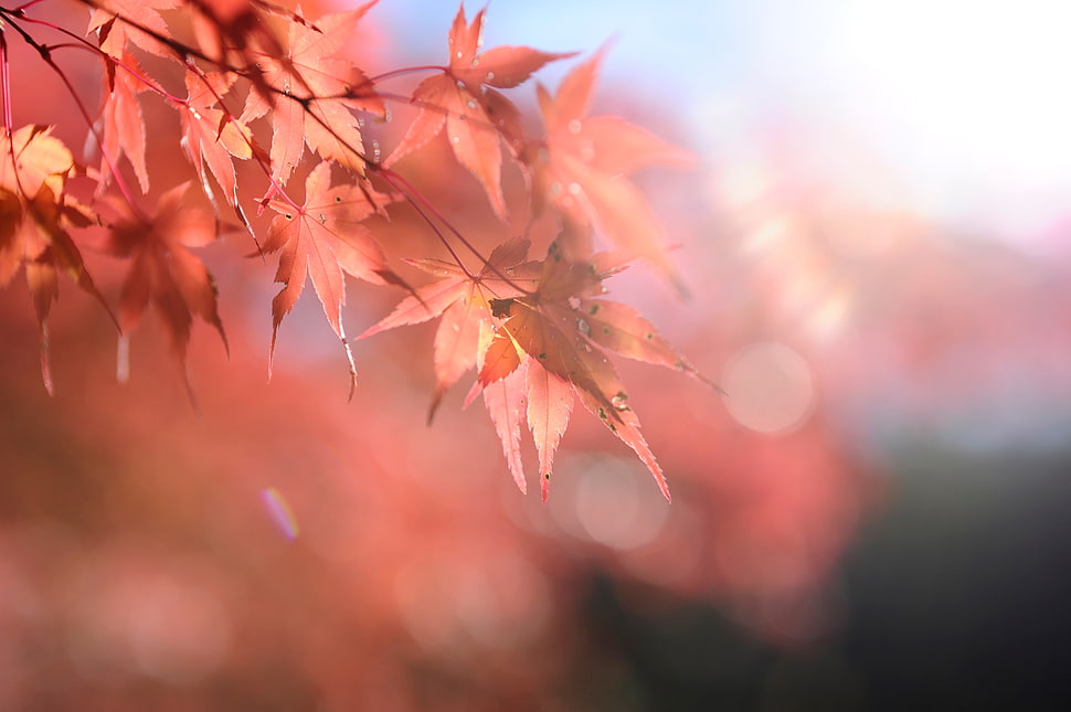 Maple leafs micro pphotography HD wallpaper