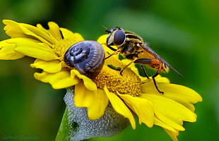 bee on sunflower in auto focus photography