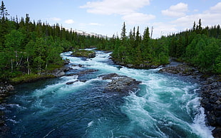 photography of raging water surrounded by green leaved trees