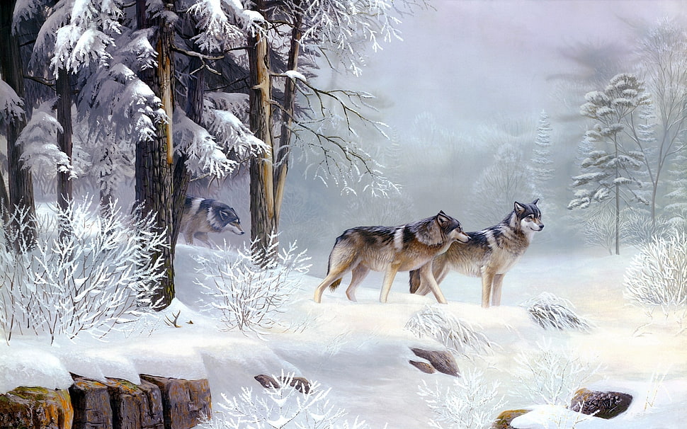 three wolves digital wallpaper, wolf, landscape, pine trees, snow HD wallpaper