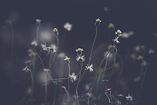 light, field, flowers, summer