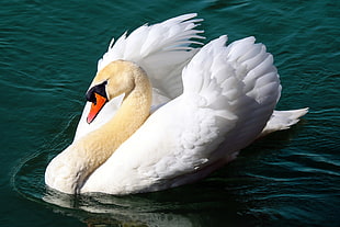 white swan swimming in a body of water