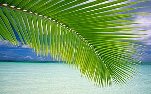 green coconut palm tree leaf near sea at daytime