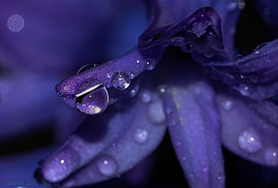 purple Bellflower with dewdrops HD wallpaper