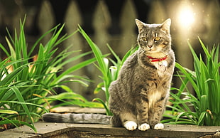silver Tabby cat sitting beside grasse