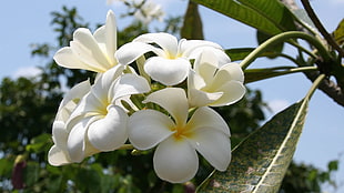 white 5-petaled flower