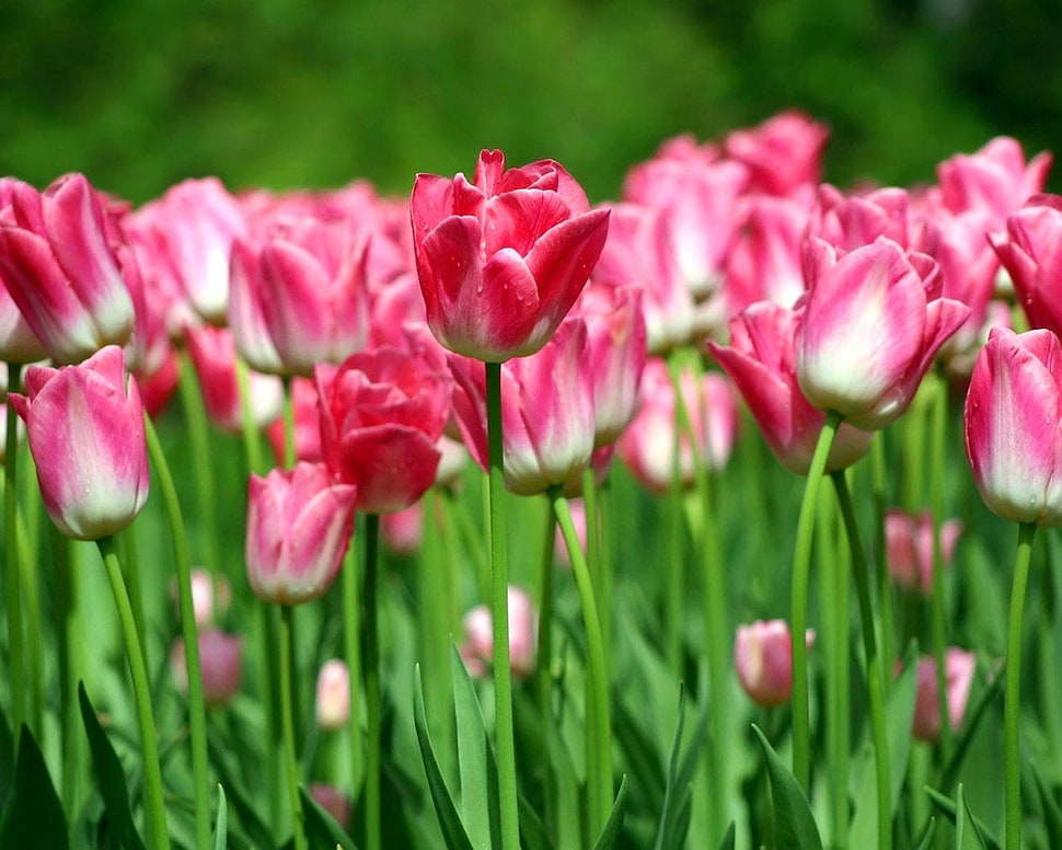bokey photo of pink-and-white tulips field HD wallpaper