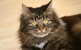 close up photo of gray tabby cat