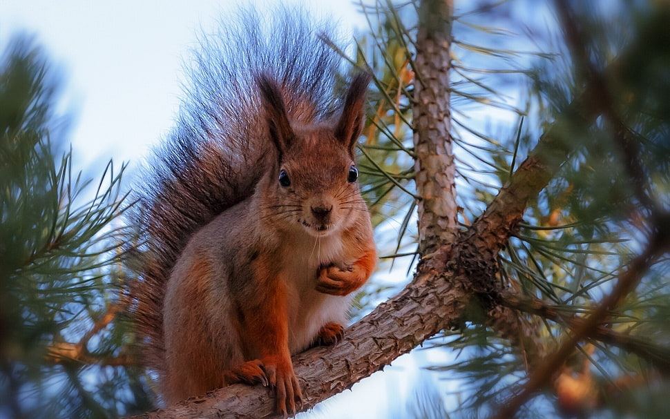 squirrel in tree photo HD wallpaper