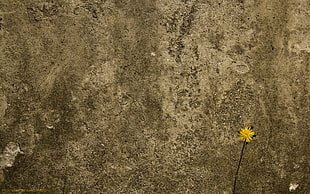 yellow Dandelion flower in bloom HD wallpaper