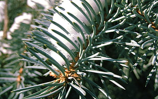 pine leaf with snows closeup photo