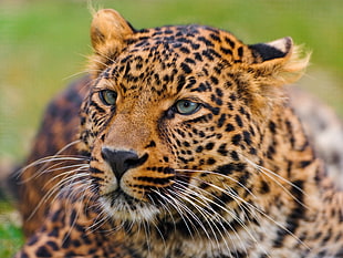selective focus photography of black and brown Leopard