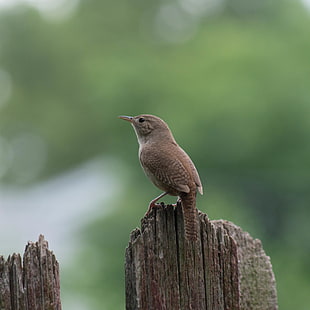 brown small bird on wooden post, wren