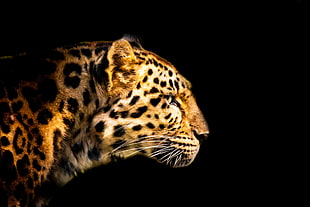 leopard HD wallpaper