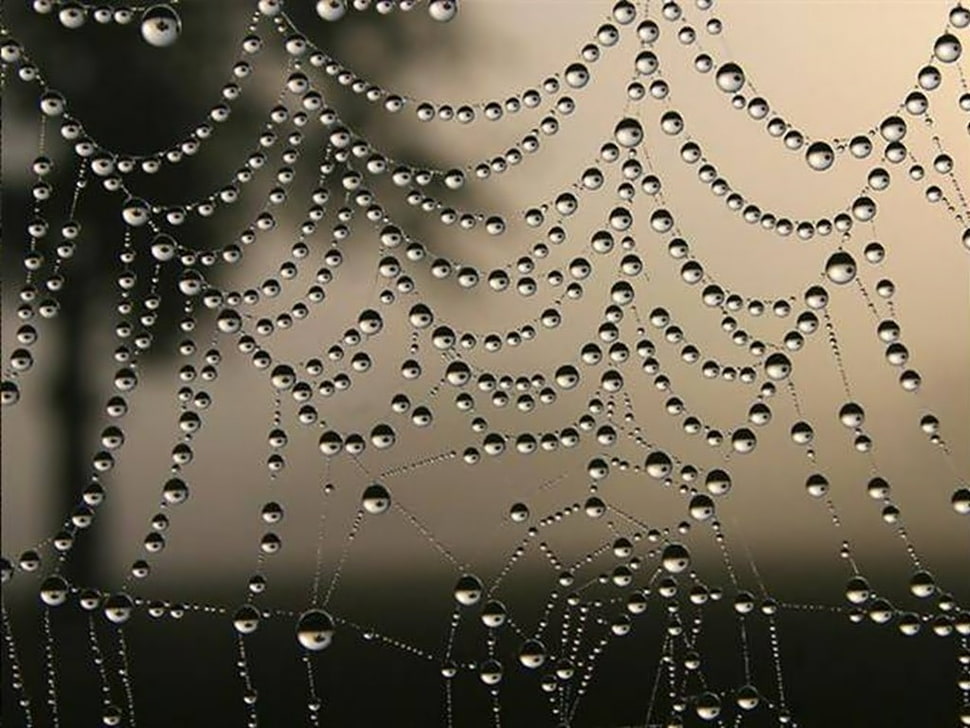 clear spider-web with droplets close-up photography, nature, water, spiderwebs HD wallpaper
