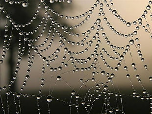 clear spider-web with droplets close-up photography, nature, water, spiderwebs HD wallpaper