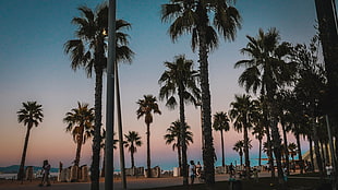 palm trees, Barcelona, sunset, palm trees HD wallpaper