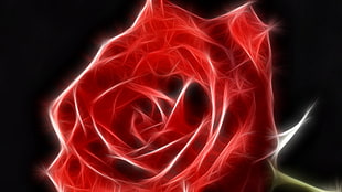 red rose digital wallpaper, rose, Fractalius, flowers, red flowers
