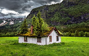 white and brown wooden house, landscape, nature, summer, abandoned
