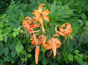 orange flower photo