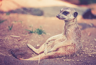 Meerkat sitting on soil during daytime
