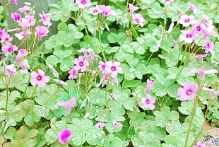 selective color of purple petaled flowers