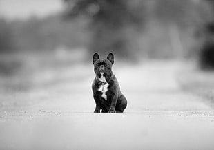 adult Boston Terrier on grayscale photo