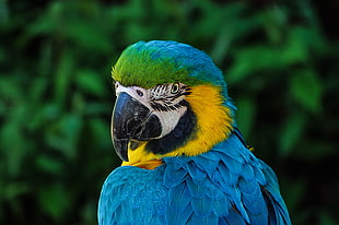 blue, yellow and green parrot