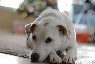 short-coated white dog prone lying on grey area rug inside the room
