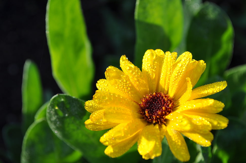 shallow focus photography of yellow flower HD wallpaper