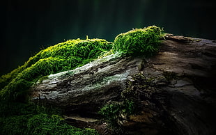 brown tree, moss, wood, plants, nature