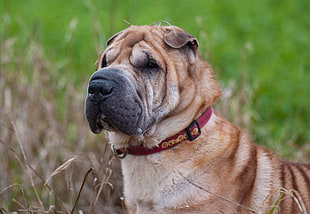 short-coated brown dog, Shar pei, Dog, Muzzle