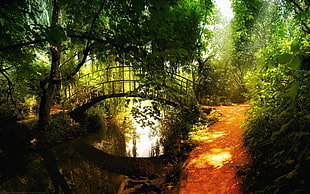 brown wooden bridge near green trees HD wallpaper