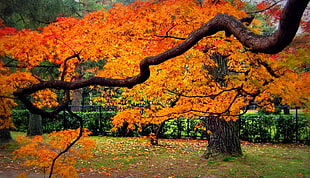 photo of Autumn tree HD wallpaper