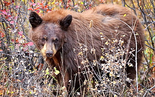 close up photo of brown bear