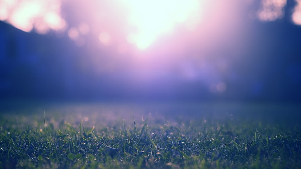 green grass field, grass, shadow HD wallpaper