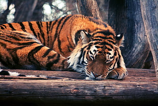 orange and black tiger