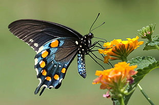 blue, yellow and white Butterfly on yellow flower HD wallpaper