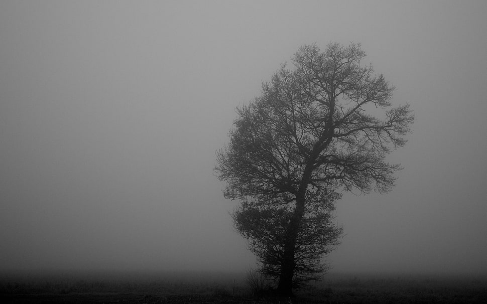 bare tree, monochrome, mist, trees, nature HD wallpaper