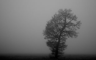 bare tree, monochrome, mist, trees, nature