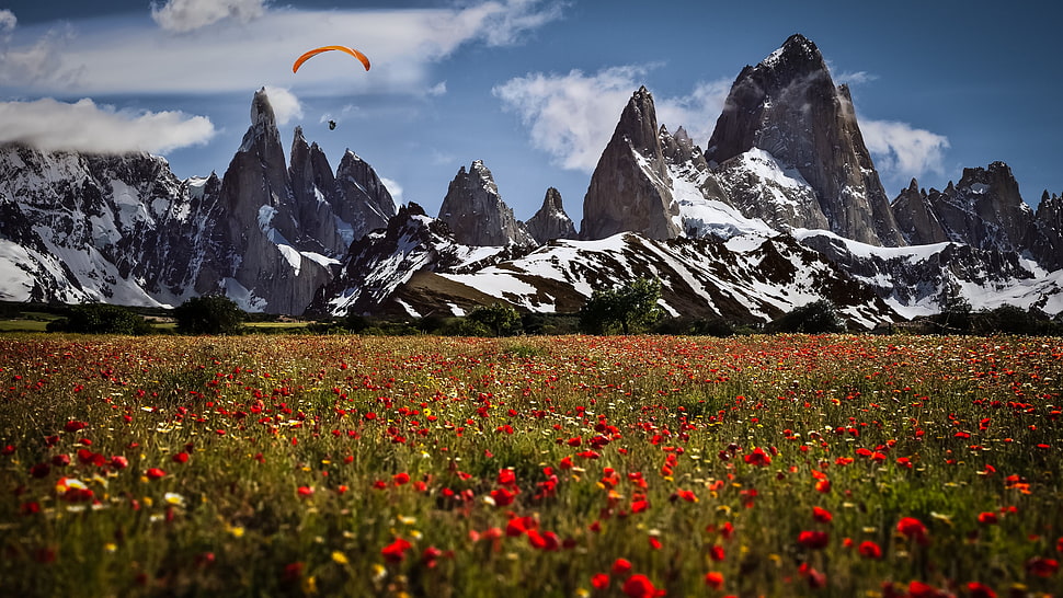 gray mountain, nature, landscape, flowers, mountains HD wallpaper