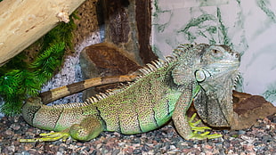green and brown Iguana