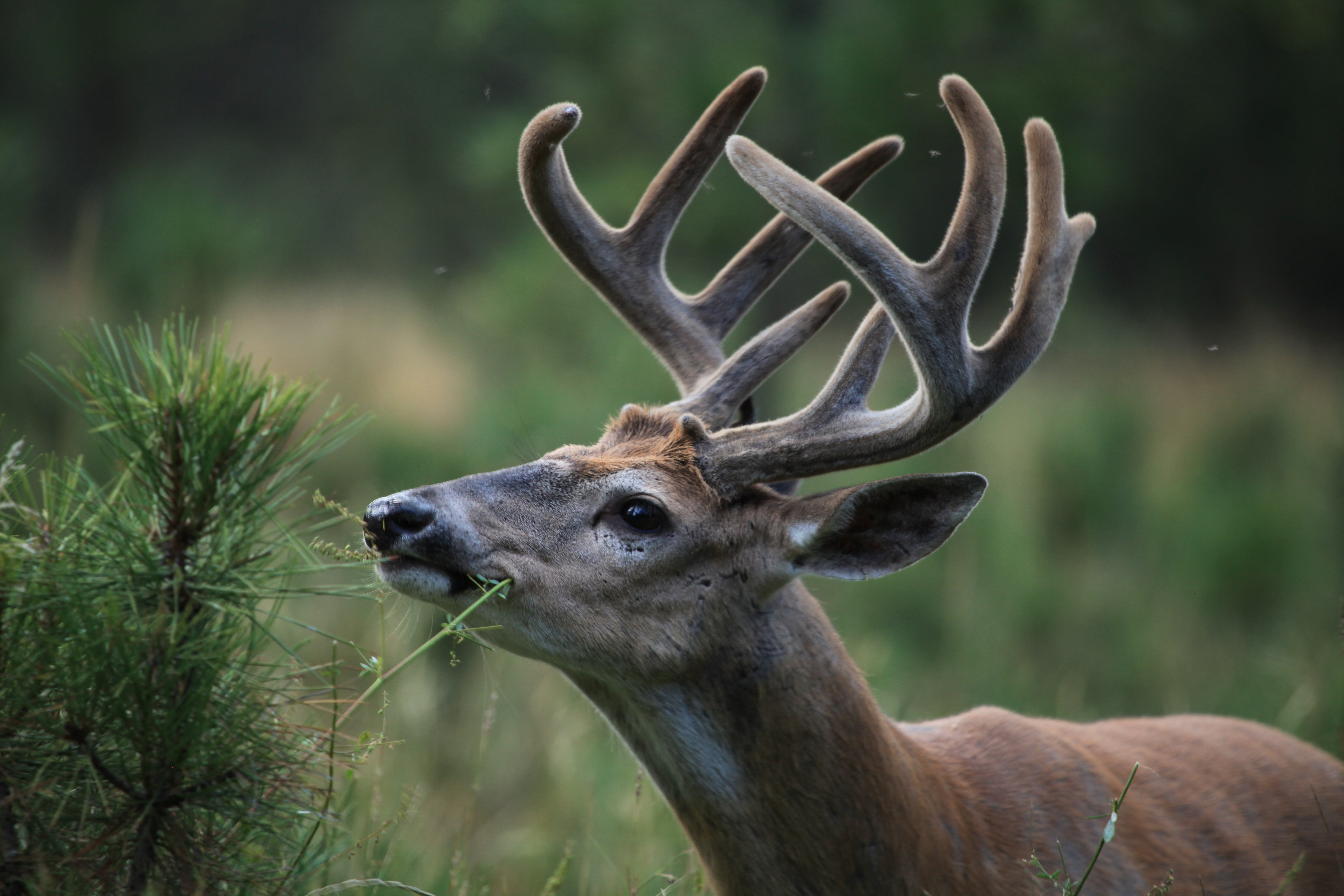 photo a deer eating green leaf plant